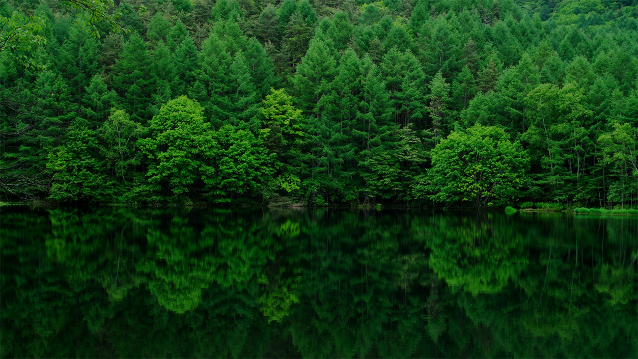 Deforestation