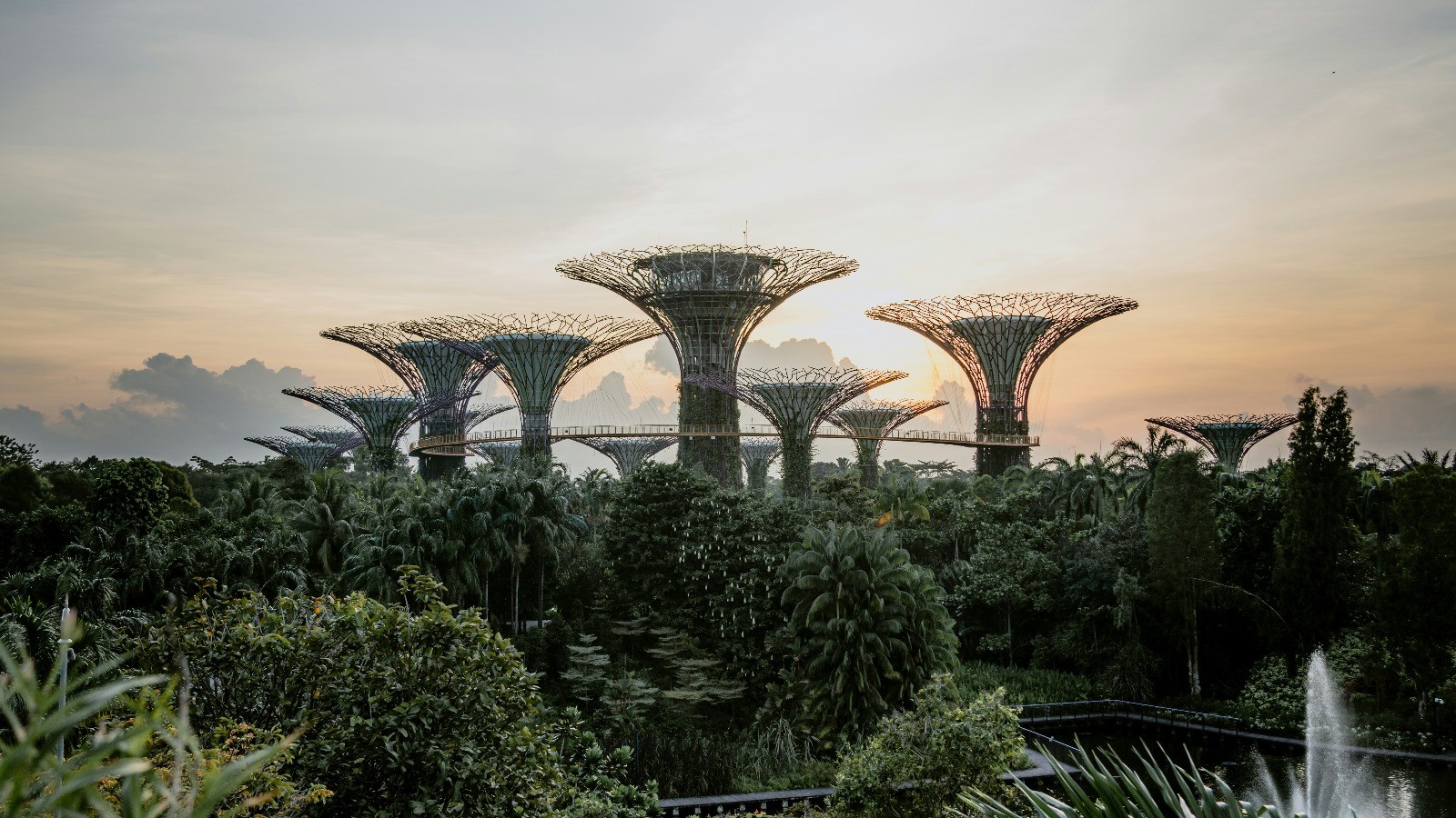 Futuristic tree society