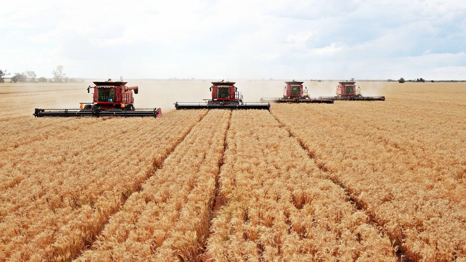 Farmers harvesting wheat