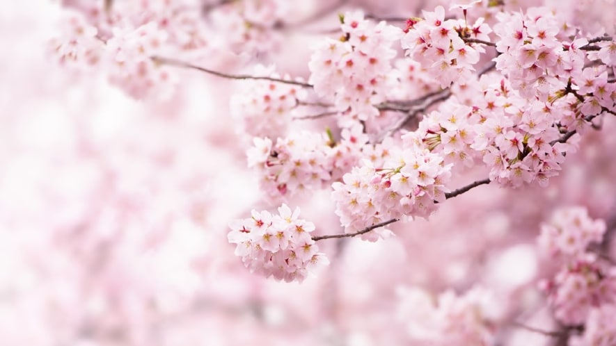 cherry blossom