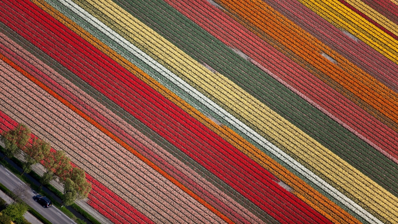 View of a flower field.